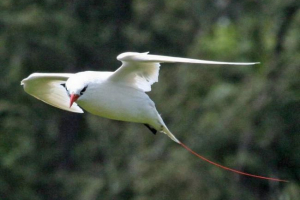 Red district phaeton - ptak z cennymi piórami